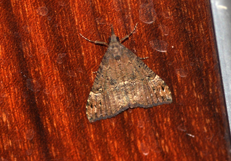 Hypena obsitalis,  Erebidae